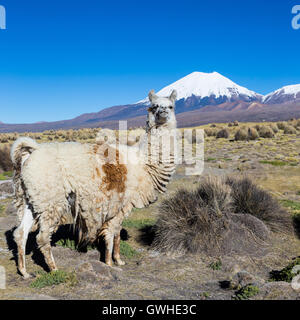 Il paesaggio andino con allevamento di lama, con il vulcano Parinacota sullo sfondo. Foto Stock