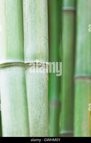 Il verde di germogli di bambù. Foto Stock