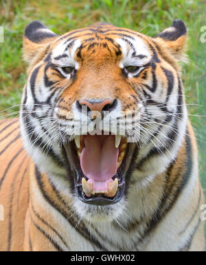 Tiger close-up di fronte allo zoo Foto Stock