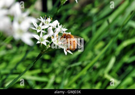 Un'ape occupato sul luogo di lavoro Foto Stock