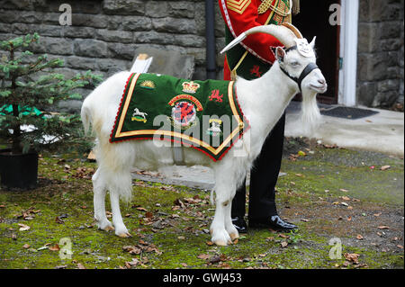 Swansea, Wales, Regno Unito. Alamy Stock. Royal Welsh 3° Battaglione (formerly Royal Welsh reggimento) mascotte, Shenkin la capra. Foto Stock