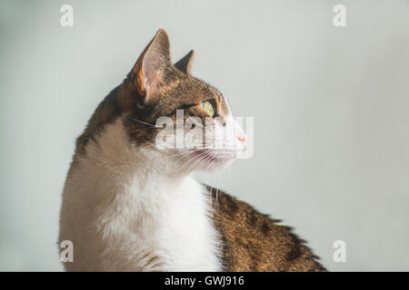 Ritratto di profilo di tabby e white cat. Foto Stock