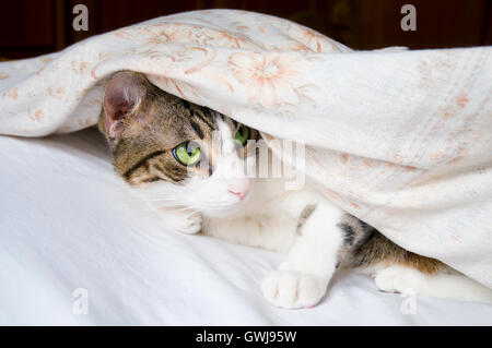 Tabby e white cat sulla puntata, nascosto sotto il copriletto. Foto Stock