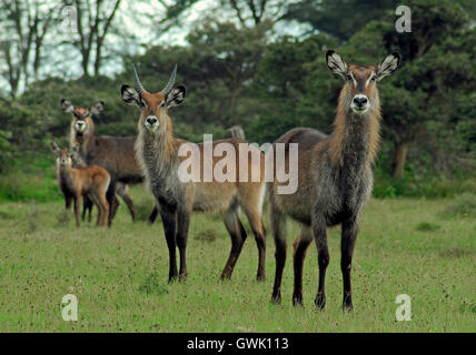 Una famiglia di acqua bucks guardando la telecamera. Lake Naivasha, Kenya. Foto Stock