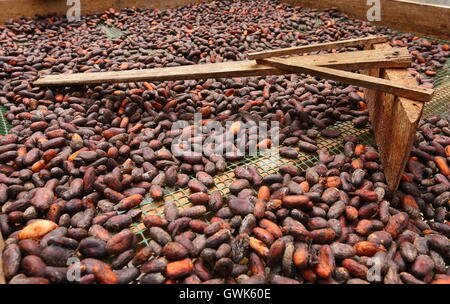 Chicchi di cacao sparsi per il processo di essiccazione Foto Stock