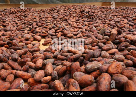 Chicchi di cacao sparsi per il processo di essiccazione Foto Stock