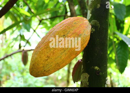 Frutto di cacao che cresce su un albero di cacao in Costa Rica Foto Stock