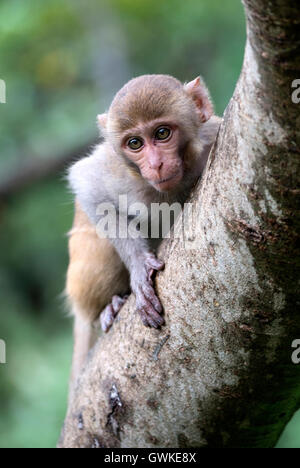 L'immagine del giovane macaco del cofano ( Macaca radiata) in Malshej Ghats, i Ghati Occidentali, Monsone, Maharashtra, India Foto Stock