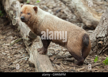 Speoto (Speothos venaticus). La fauna animale. Foto Stock