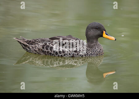 Giallo-fatturati anatra (Anas undulata). La fauna animale. Foto Stock