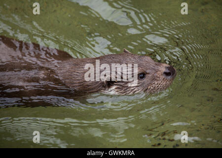 Lontra eurasiatica (Lutra lutra lutra), noto anche come la lontra comune. La fauna animale. Foto Stock