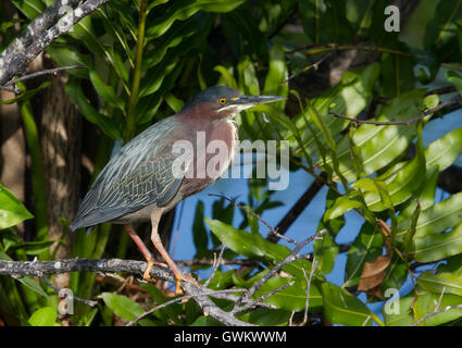 Green Heron posatoi in un ambiente verdeggiante di felci a Wakodahatchee zone umide della Florida. Foto Stock