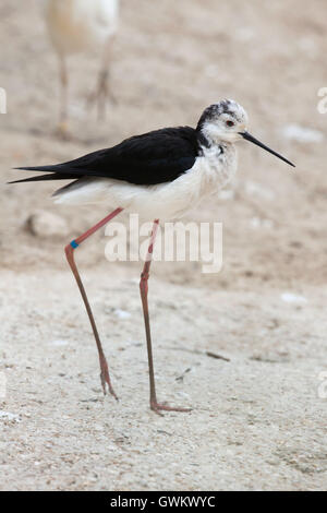 Black-winged stilt (Himantopus himantopus), noto anche come il pied stilt. La fauna animale. Foto Stock