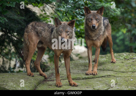 Lupo iberico (Canis lupus signatus) a Vincennes Zoo a Parigi, Francia. Foto Stock