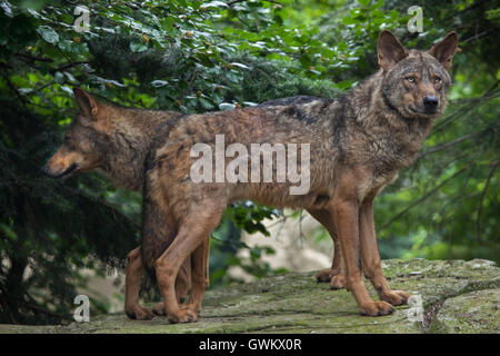 Lupo iberico (Canis lupus signatus) a Vincennes Zoo a Parigi, Francia. Foto Stock