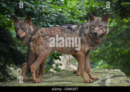 Lupo iberico (Canis lupus signatus) a Vincennes Zoo a Parigi, Francia. Foto Stock