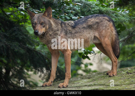 Lupo iberico (Canis lupus signatus) a Vincennes Zoo a Parigi, Francia. Foto Stock