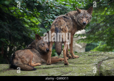 Lupo iberico (Canis lupus signatus) a Vincennes Zoo a Parigi, Francia. Foto Stock