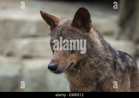 Lupo iberico (Canis lupus signatus) a Vincennes Zoo a Parigi, Francia. Foto Stock