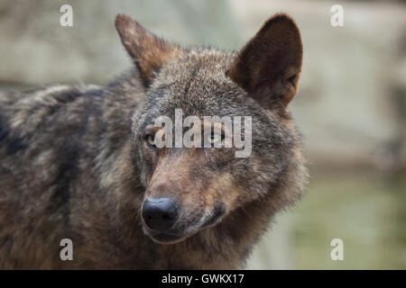 Lupo iberico (Canis lupus signatus) a Vincennes Zoo a Parigi, Francia. Foto Stock