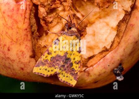 Rosa-sbarrate sallow Foto Stock