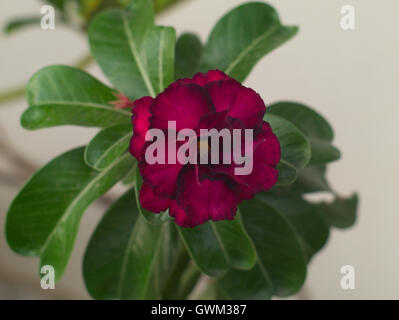 Rosy Adenium Obesum Kusuma violetto rosa del deserto, una sorta di Thai Rosa del Deserto o Impala Lily o simulazioni di azalea Foto Stock