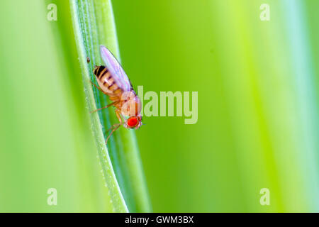 Una comune mosca della frutta Foto Stock