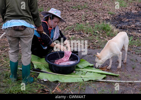 Membri della famiglia Akha del Lisu tribù della collina di carne di pulizia in un montagnoso Lisu villaggio situato in Si Dong Yen una tambon (sottodistretto) di Chai Prakan distretto, in Chiang Mai provincia, nel nord della Thailandia. Il Lisu sono i discendenti diretti degli indigeni semi-nomadi del Tibet. Negli ultimi 300 anni o così per politici e motivi di sopravvivenza di molte delle persone che hanno scelto di migrare verso il basso attraverso la Cina, Birmania e Laos e più recentemente la Thailandia. Foto Stock