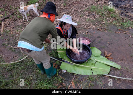 Membri della famiglia Akha del Lisu tribù della collina di carne di pulizia in un montagnoso Lisu villaggio situato in Si Dong Yen una tambon (sottodistretto) di Chai Prakan distretto, in Chiang Mai provincia, nel nord della Thailandia. Il Lisu sono i discendenti diretti degli indigeni semi-nomadi del Tibet. Negli ultimi 300 anni o così per politici e motivi di sopravvivenza di molte delle persone che hanno scelto di migrare verso il basso attraverso la Cina, Birmania e Laos e più recentemente la Thailandia. Foto Stock