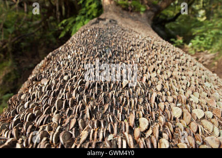 Monete martellate dentro un albero caduto a trunk Tarn Hows, Lake District,Cumbria. Foto Stock