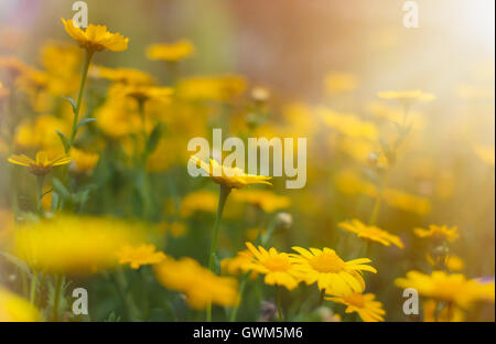 Close-up di un bel colore giallo aster fiori di campo in un campo in Inghilterra Foto Stock