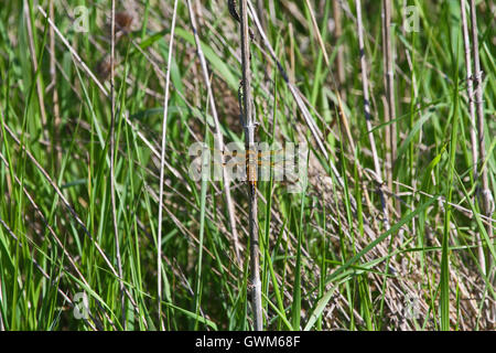 Dragonfly quattro-spotted chaser o skimmer su un reed insetto dello stato dell'Alaska latino libellula quadrimaculata in Italia da Ruth Swan Foto Stock