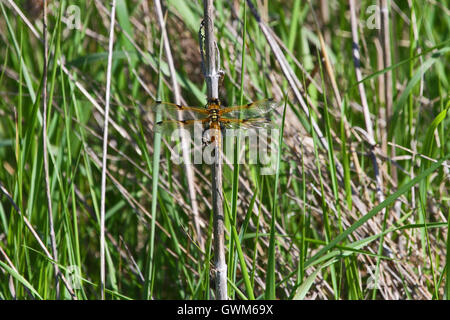 Dragonfly quattro-spotted chaser o skimmer su un reed insetto dello stato dell'Alaska latino libellula quadrimaculata in Italia da Ruth Swan Foto Stock