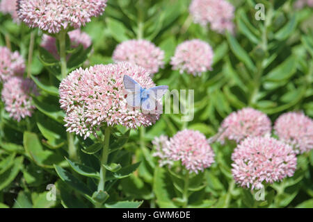 Comune di blue butterfly latino polyommatus icarus boalensis sul ghiaccio rosa-piante sedum cauticolum o cauticola in Italia da Ruth Swan Foto Stock