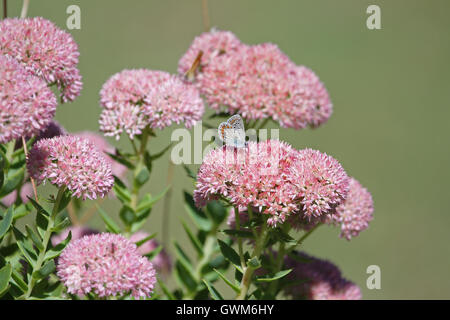 Comune di blue butterfly corpo blu ma con macchie di colore arancione e pallido ali polyommatus icarus su iceplant in Italia da Ruth Swan Foto Stock