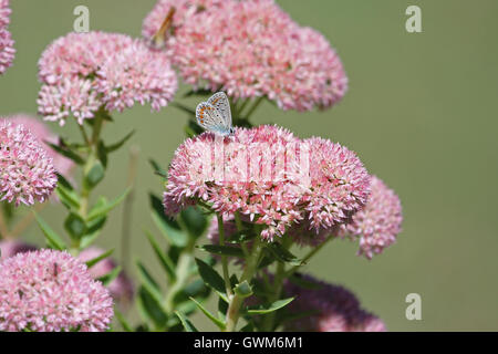 Comune di blue butterfly corpo blu ma con macchie di colore arancione e pallido ali polyommatus icarus su iceplant in Italia da Ruth Swan Foto Stock