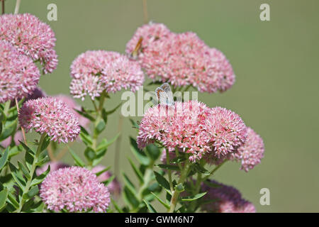 Comune di blue butterfly corpo blu ma con macchie di colore arancione e pallido ali polyommatus icarus su iceplant in Italia da Ruth Swan Foto Stock