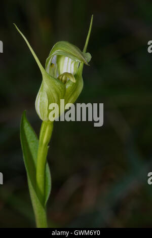 Alpine Greenhood Orchid. Foto Stock