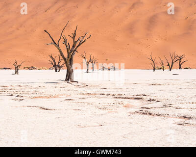 Camelthorn morto (Acacia erioloba) alberi in Dead Vlei, Namib-Naukluft National Park, Namibia Foto Stock