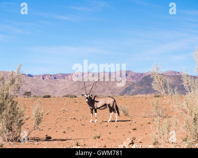 Unico oryx gazelle (gemsbok) in Namibia, Africa. Foto Stock