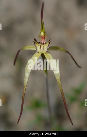 Vino a labbro Spider Orchid. Foto Stock