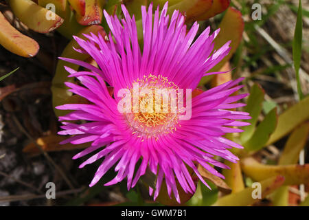 Hottentot fig close up nome latino carpobrotus edulis con un luminoso fiore rosa e ciuffo di stami gialli in Italia da Ruth Swan Foto Stock