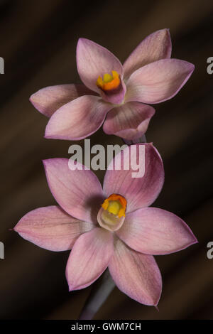 Salmone Orchid Sun. Foto Stock