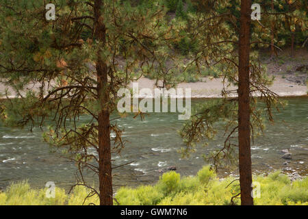 Fiume Clark Fork, Tarkio pesca sito di accesso, Montana Foto Stock