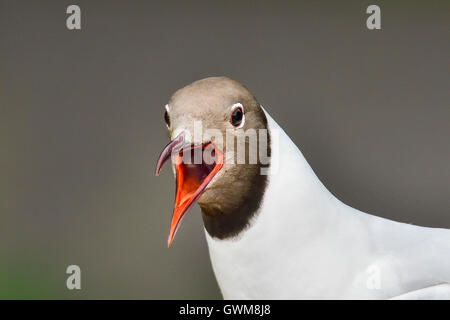 A testa nera gabbiano Foto Stock