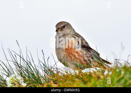 Prunella collaris Foto Stock