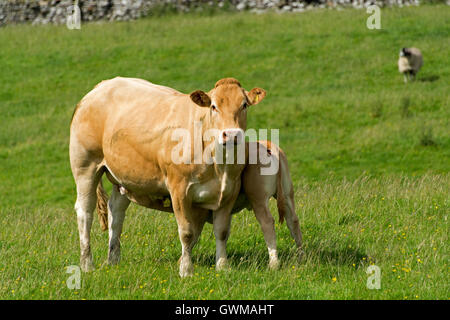 Pedigree British Blonde mucca con vitello lattante in pascoli di montagna, Cumbria, Regno Unito. Foto Stock