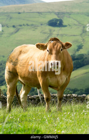 Blonde mucche sui pascoli di montagna, Cumbria, Regno Unito. Foto Stock