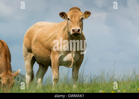 Blonde mucche sui pascoli di montagna, Cumbria, Regno Unito. Foto Stock