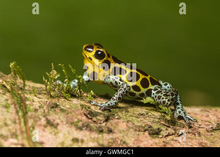 Un maschio di imitare il veleno (rana Ranitomeya imitatore) chiamando da un ramo. Foto Stock